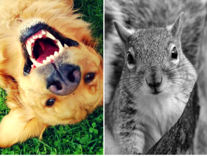 MOTHER-EFFING SQUIRRELS By Ruby The Dog
