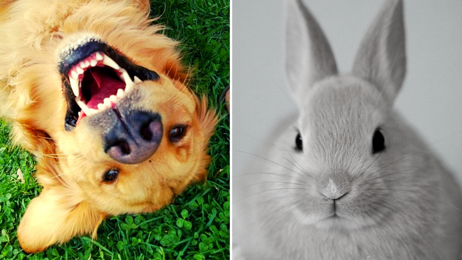 F*ck You, Bunnies - a poem by Ruby The Dog